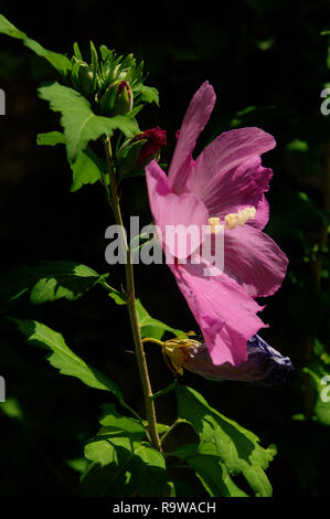 Violette Hibiskusblüte im Schweizer Hüttengarten Stockfoto