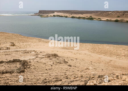 Kamel neben Khor Rori am Sumhuram archäologischen Park in der Nähe von Salalah im Süden des Oman. Sumhuram war einmal ein Port für die alten Weihrauch Handel Stockfoto