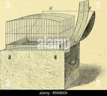 "Das illustrierte Buch der Kanaren und Cage - Vögel, Britischen und Ausländischen" (1878) Stockfoto