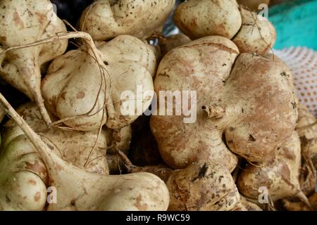 Jicama, eine gemeinsame Wurzeln in Mittelamerika. Stockfoto