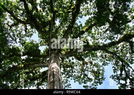 Im Dschungel liegen unter einem riesigen weißen ceiba Bäume Vordach, blickte in den Himmel, dieser Baum ist heilig für die Maya Stockfoto