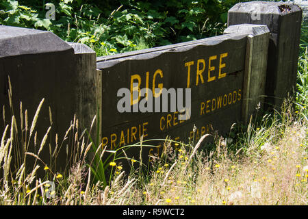 11. JULI 2018 - Klamath, California: Zeichen für den großen Baum in Praire Creek Redwoods State Park in Kalifornien Stockfoto