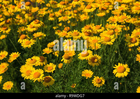 Gelbe zentriert Rudbeckia blüht im Spätsommer Stockfoto