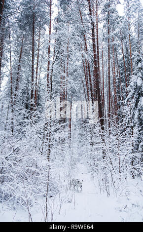Dalmatiner läuft im schönen Winter Wald mit vielen dünnen Zweigen mit Schnee bedeckt. Stockfoto
