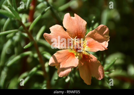 Blühende Portulaca grandiflora in einem Garten Stockfoto