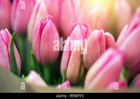 Riesige Bouquet von rosa Tulpen in Amsterdam. Die Niederlande Stockfoto