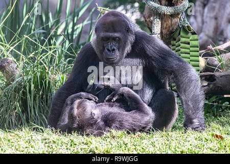 Eine Mutter gorilla Knuddel mit ihren Jungen beim Zuschauer die Verklebung Moment genießen. Stockfoto