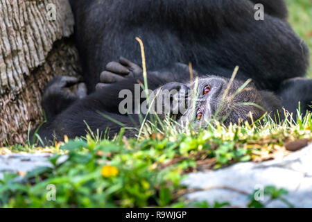 Ein Baby Silverback Gorilla liegt im Gras neben seiner Mutter, während er nach dem Spiel. Stockfoto