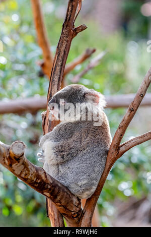 Ein pelziger, grau koala Bär sitzt in den Filialen eines großen eukalyptusbaum und genießen Sie den Geschmack der Blätter. Stockfoto