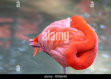 Rosa Flamingo in einem Teich schlafen in der kühlen Brise Stockfoto