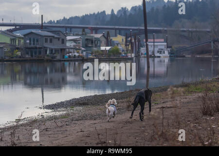 Hundefreunde laufen freudig am Strand Stockfoto