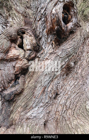 Detail der bizarren Formen der Rinde von sehr alten Willow Stockfoto