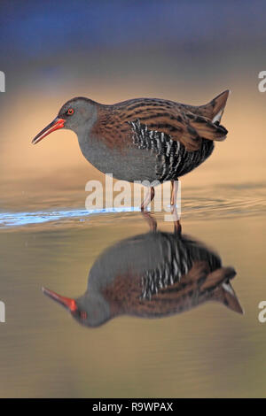 Wasserralle (Rallus Aquaticus) in ein reedbed Stream, UK. Stockfoto