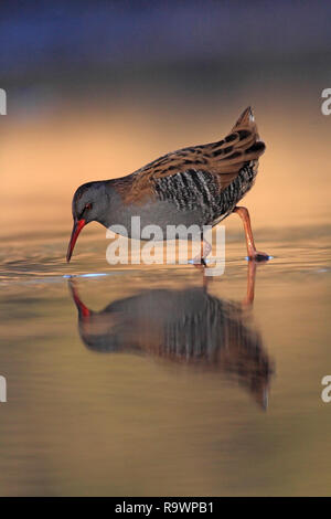 Wasserralle (Rallus Aquaticus) Nahrungssuche in einem Bach, UK. Stockfoto