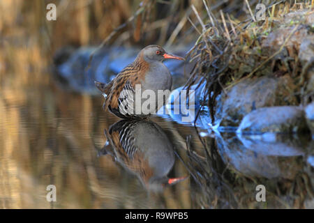 Wasserralle (Rallus Aquaticus) waten in ein reedbed Stream, UK. Stockfoto