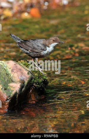 Pendelarm (Cinclus cinclus) oben schnell fliessenden Fluss thront, Scottish Borders, Großbritannien. Stockfoto