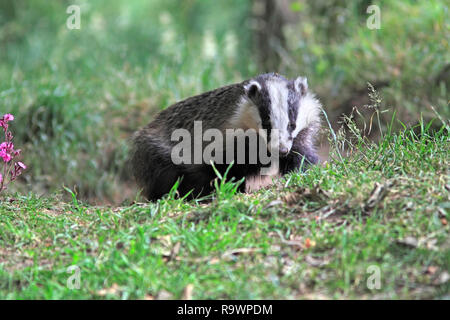 Dachs (Meles meles), die sich aus seinen Sett, UK. Stockfoto