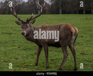 Red Deer stag Seitenansicht in einem Feld. Stockfoto