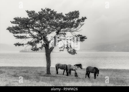 Wilde einsame Pferde in der Nähe von Batak Damm in Rhodopen Gebirge, Bulgarien, die Schwarz-Weiß-Fotografie Stockfoto