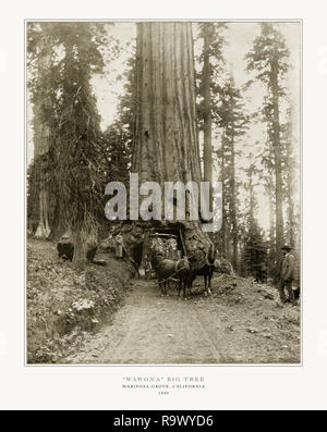 Wawona Big Tree, Mariposa Grove, Kalifornien, Vereinigte Staaten, antiken amerikanischen Foto, 1893 Stockfoto