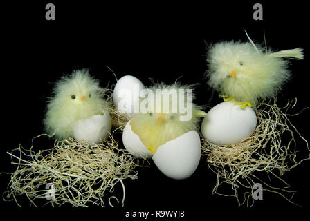 Gelb baby Küken in gebrochenes Weiß Eierschale im Gras auf Schwarz Stockfoto