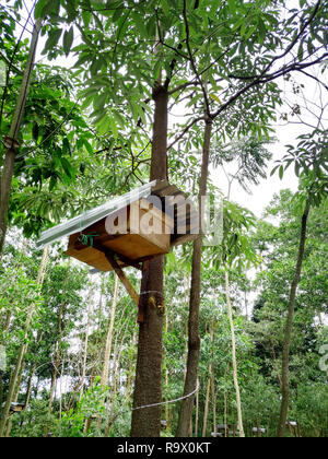 Bienenvölker in den tropischen Regenwald. Stockfoto