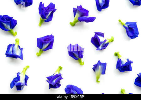 Blue Butterfly pea Blumen auf weißem Hintergrund. Stockfoto