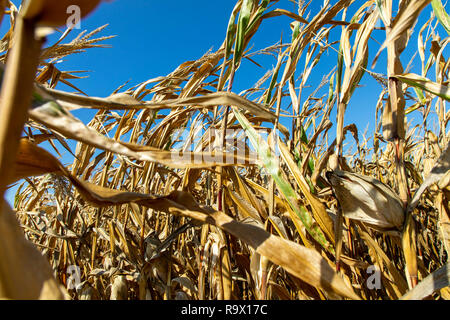 Maisfeld ausgetrocknet und nur gewachsen, niedrige, kleine Maiskolben, durch Trockenheit des Sommers, in der Nähe von MŸlheim an der Ruhr, Deutschland, Sommer 2018 Stockfoto