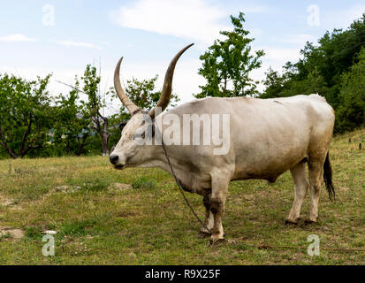 White Buffalo mit langen Hörnern. Stockfoto