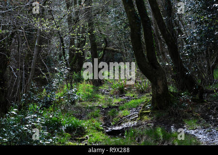 Mount Pleasant Lane, auf Dorset Wildlife Trust Kingcombe wiesen Naturschutzgebiet, Dorset Stockfoto