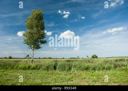 Single Birke auf der grünen Wiese und weiße Wolken am blauen Himmel Stockfoto