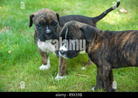 Zwei braun-schwarze Boxer Welpen stehend auf dem Gras Stockfoto