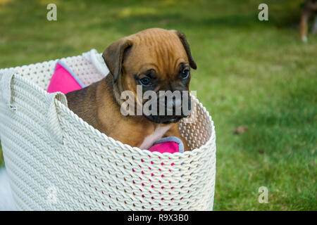Kleine braune Boxer Welpen in einem weissen Korb - Porträt Stockfoto
