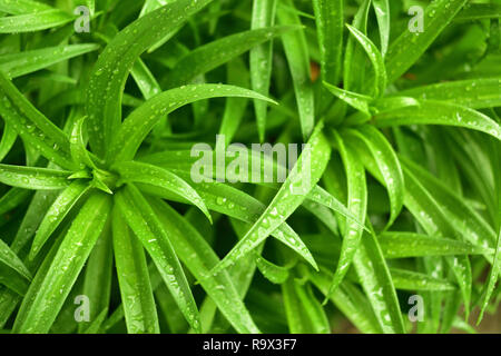 Schöne Ostern lily green leaf mit Morning Dew Drop Stockfoto