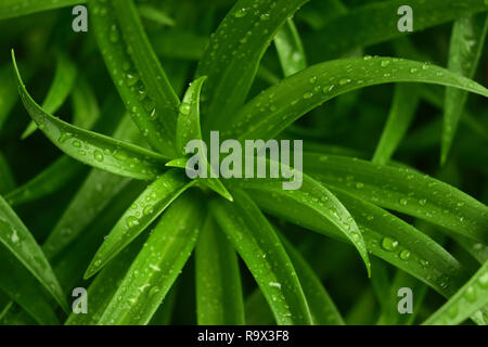 Beautiful Morning Dew Drop auf Ostern lily green leaf Stockfoto