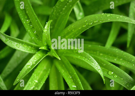 Morgen Tau Tropfen auf Ostern lily Blatt Stockfoto