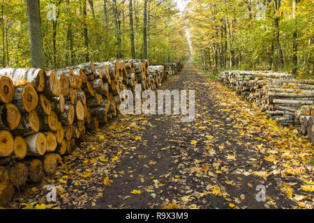 Eine lange Straße durch einen Wald und Holz entlang der Straße angeordnet Stockfoto