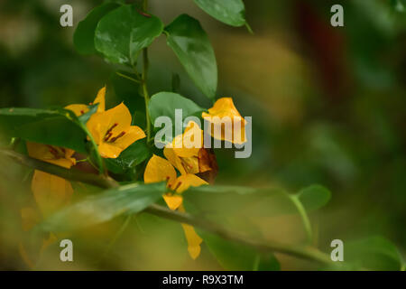Schöne gelbe Bougainvillea glabra Blume blühen Stockfoto