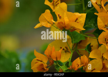 Schöne gelbe Bougainvillea glabra Blume blühen Stockfoto