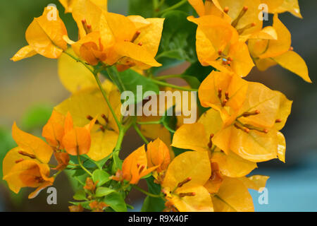 Schöne gelbe Bougainvillea glabra Blume blühen Stockfoto