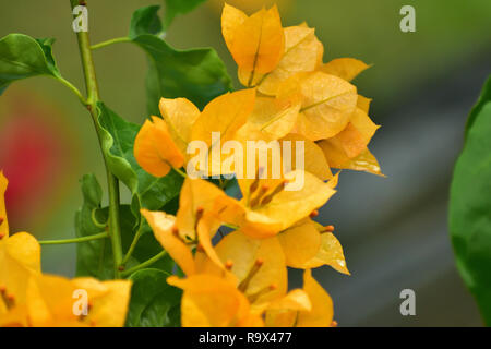 Schöne gelbe Bougainvillea glabra Blume blühen Stockfoto