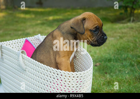 Kleine braune Boxer Welpen in einem weissen Korb - Portrait seitlich Stockfoto