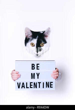 Süße Katze holding My Valentine Zeichen auf weißem Hintergrund. Minimal Art Stil. Stockfoto