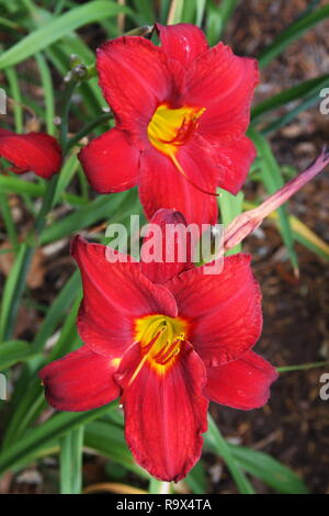 Roter Hibiscus Flower Stockfoto