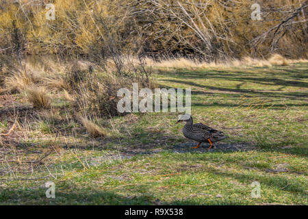 See Pearson/Moana Rua Wildlife Refuge, Südinsel, Neuseeland Stockfoto