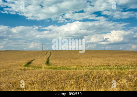 Technologischen Pfad im Bereich der Gerste und weißen Wolken am blauen Himmel Stockfoto