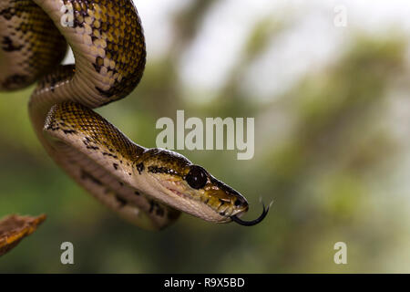 Mangrove Tree boa Schlange in Arenal, Costa Rica Stockfoto