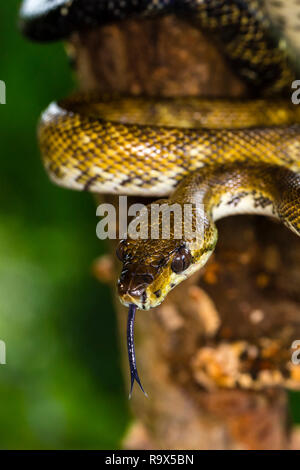 Mangrove Tree boa Schlange in Arenal, Costa Rica Stockfoto