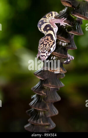 Tropische gebändert Gecko, Costa Rica Stockfoto