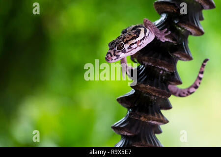 Tropische gebändert Gecko, Costa Rica Stockfoto